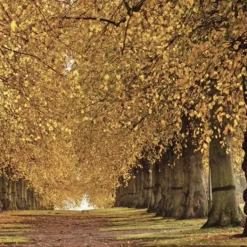 National Trust 50 Great Trees of the Hot