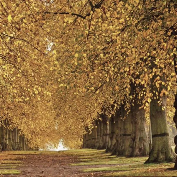National Trust 50 Great Trees of the Hot