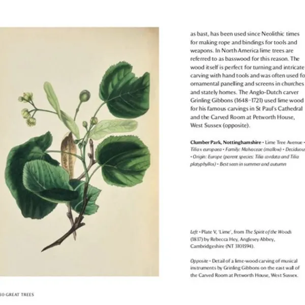 National Trust 50 Great Trees of the Hot