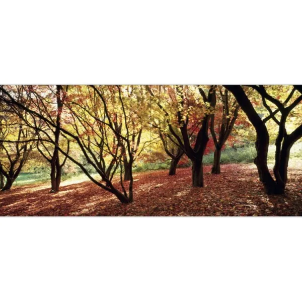 National Trust 50 Great Trees of the Hot