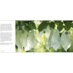 National Trust 50 Great Trees of the Hot