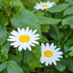 National Trust Daisy Plant Stake, Set of 2 Sale