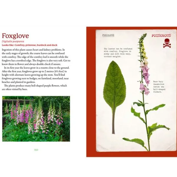 National Trust The First Time Forager Clearance