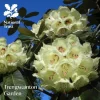 National Trust Trengwainton Garden Guidebook Sale
