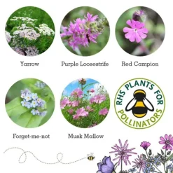 National Trust Seedball Butterfly Mix Online
