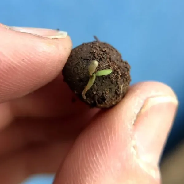 National Trust Seedball Wildlife Mix Grab Bag Best